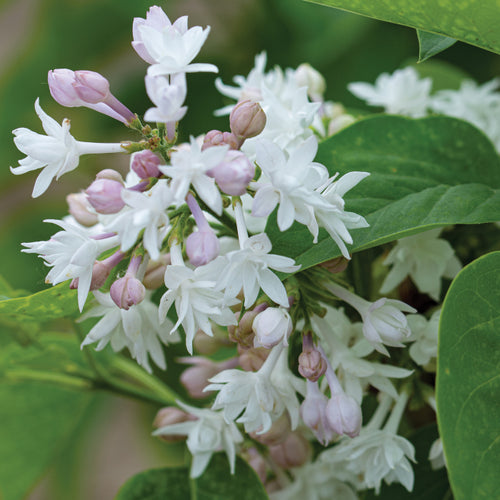  Beauty Of Moscow Lilac