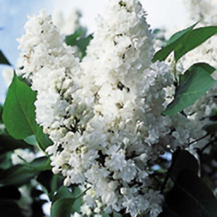  Monique Lemoine French Hybrid Lilac