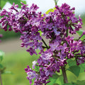  Paul Thirion French Lilac