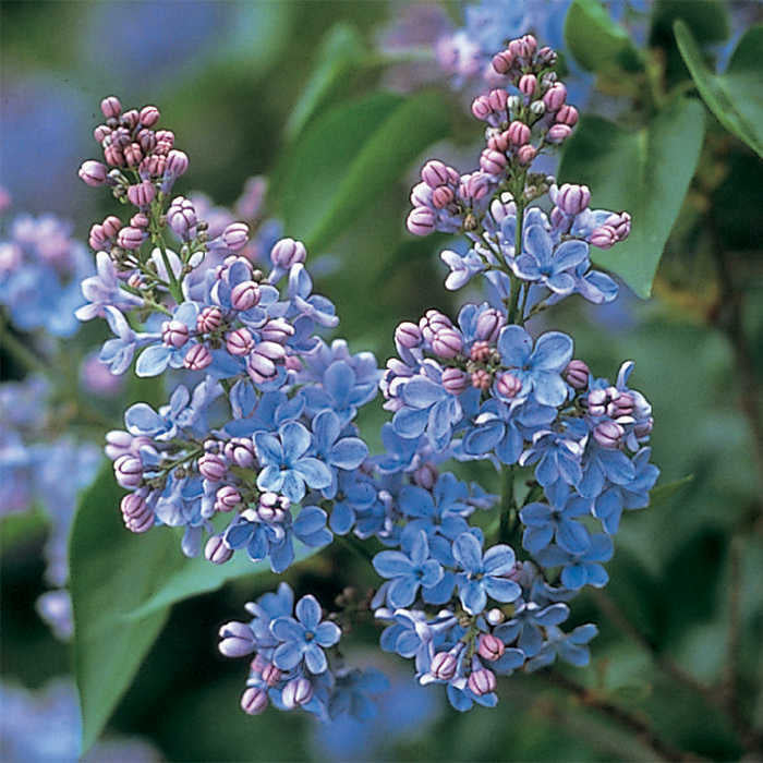  Dwarf Wonderblue Lilac