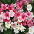  Czechmark Trilogy&reg; Weigela