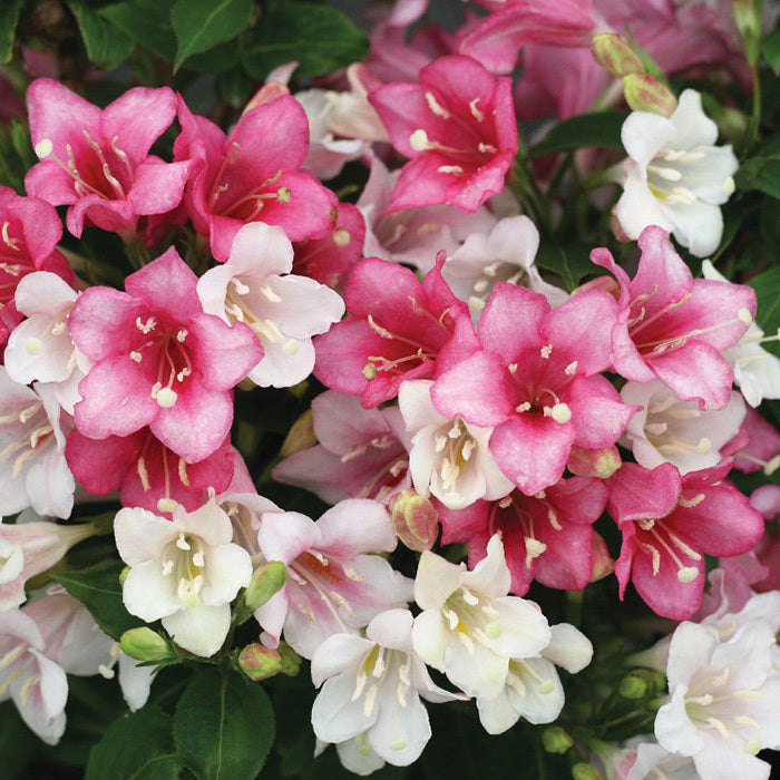  Czechmark Trilogy&reg; Weigela