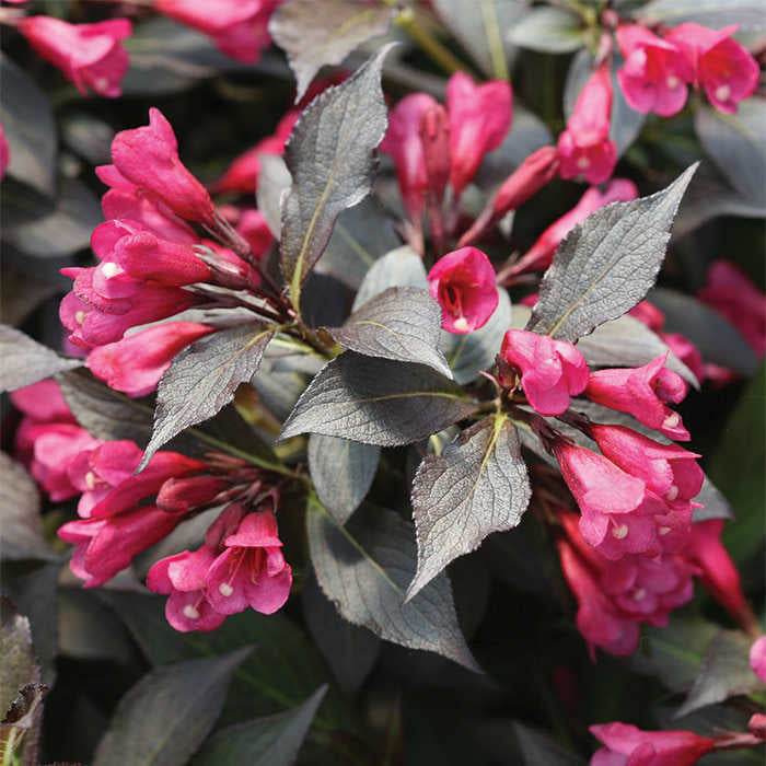  Spilled Wine&reg; Weigela