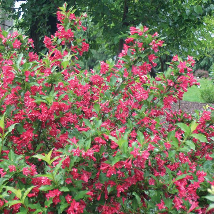  Sonic Bloom&reg; Red Weigela