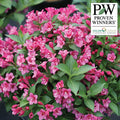  Snippet&reg; Dark Pink Weigela