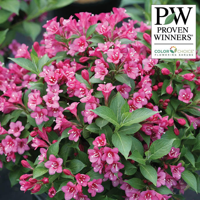  Snippet&reg; Dark Pink Weigela