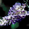  Blue Moon Wisteria Vine