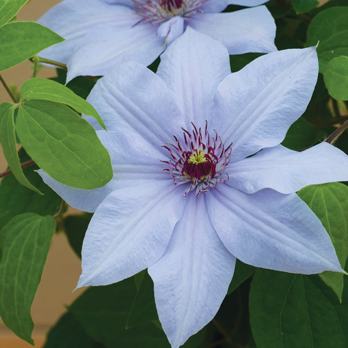  Bernadine&trade; Clematis
