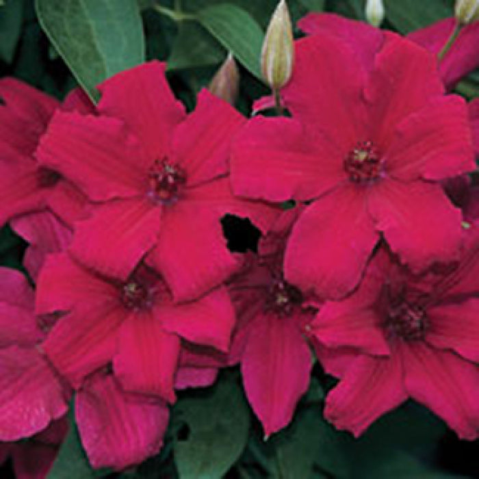  Cardinal Wyszynski Clematis