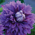  Diamantina&trade; Clematis
