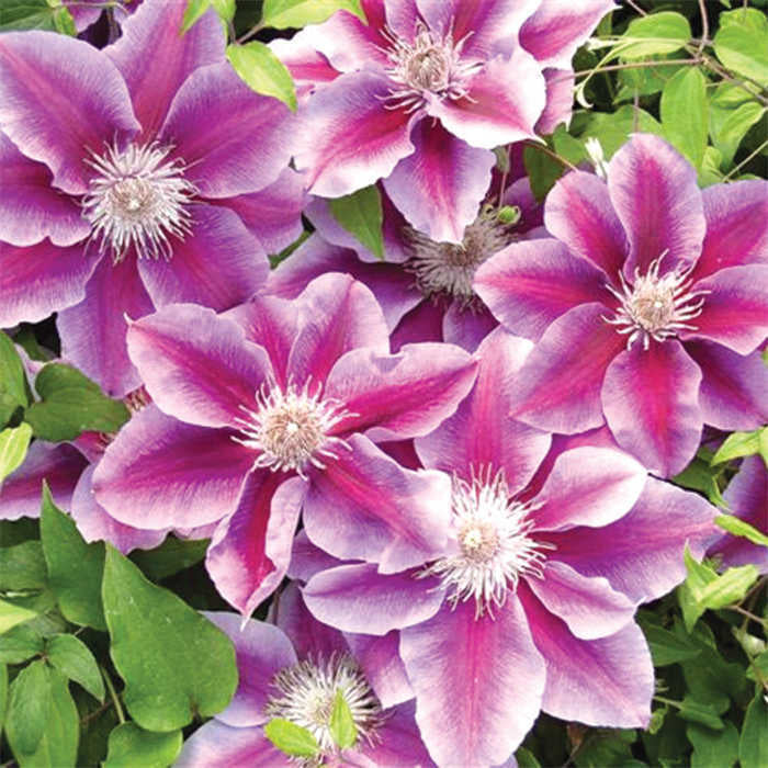  Kilian Donahue Clematis