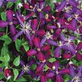  Sweet Summer Love Clematis