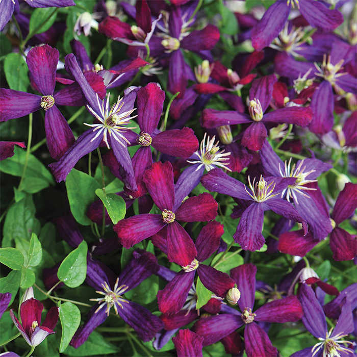  Sweet Summer Love Clematis