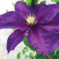  Duchess Of Cornwall Clematis