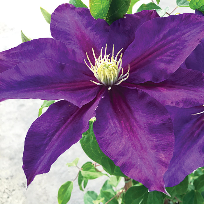  Duchess Of Cornwall Clematis