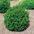  Little Missy Boxwood