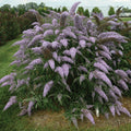  Grand Cascade Butterfly Bush