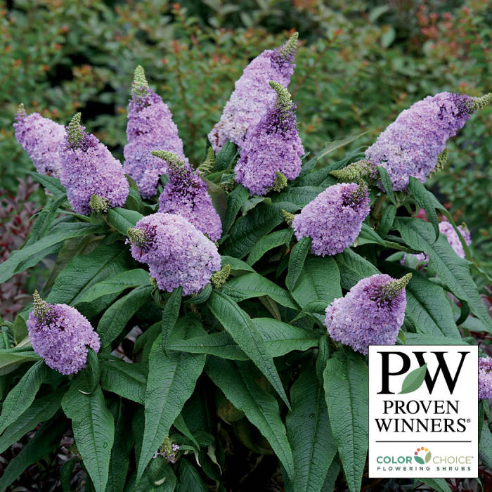  Pugster&reg; Amethyst Butterfly Bush