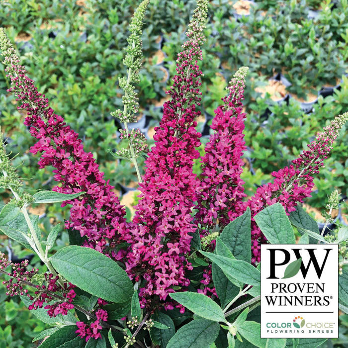  Lo & Behold Ruby Chip&reg; Butterfly Bush