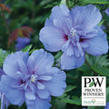  Blue Chiffon&reg; Hibiscus