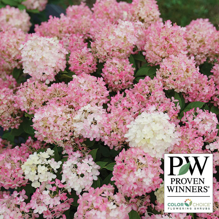  Fire Light Tidbit&trade; Hydrangea