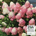  Quick Fire Fab&reg; Hydrangea