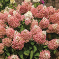  Sweet Starlight&trade; Hydrangea