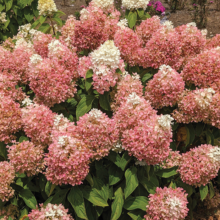  Sweet Starlight&trade; Hydrangea
