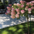  Vanilla Strawberry&trade; Tree Hydrangea