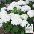  Invincibelle Wee White&reg; Hydrangea