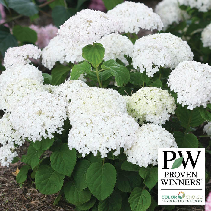  Invincibelle Wee White&reg; Hydrangea