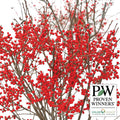  Winterberry Offer - Red
