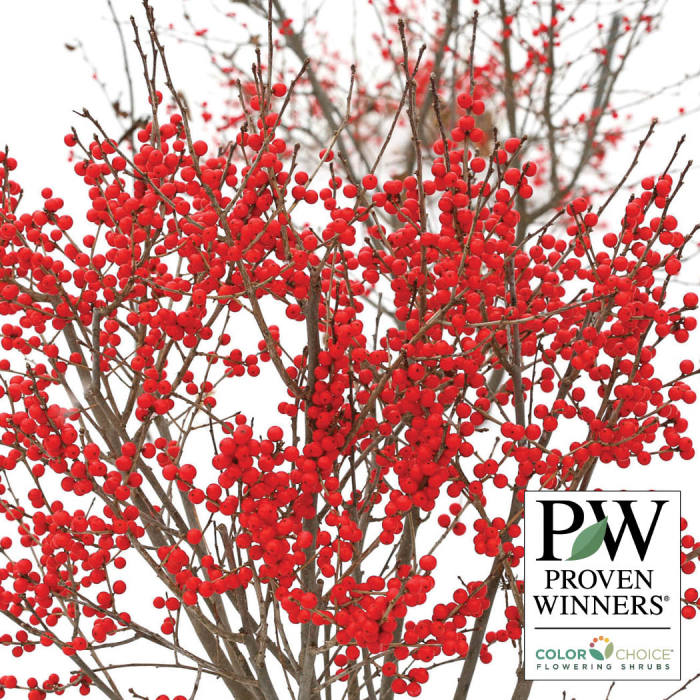  Winterberry Offer - Red