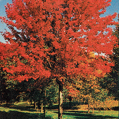  Autumn Blaze Maple