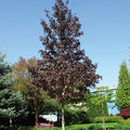  Crimson Sunset&reg; Maple
