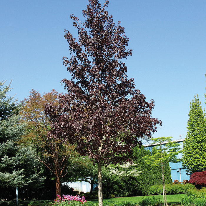  Crimson Sunset&reg; Maple