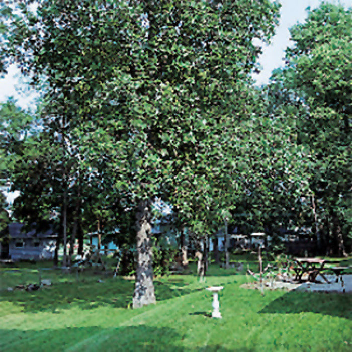  Shagbark Hickory Tree
