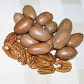 Hardy Pecan Tree