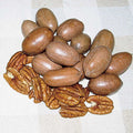  Hardy Pecan Tree Offer