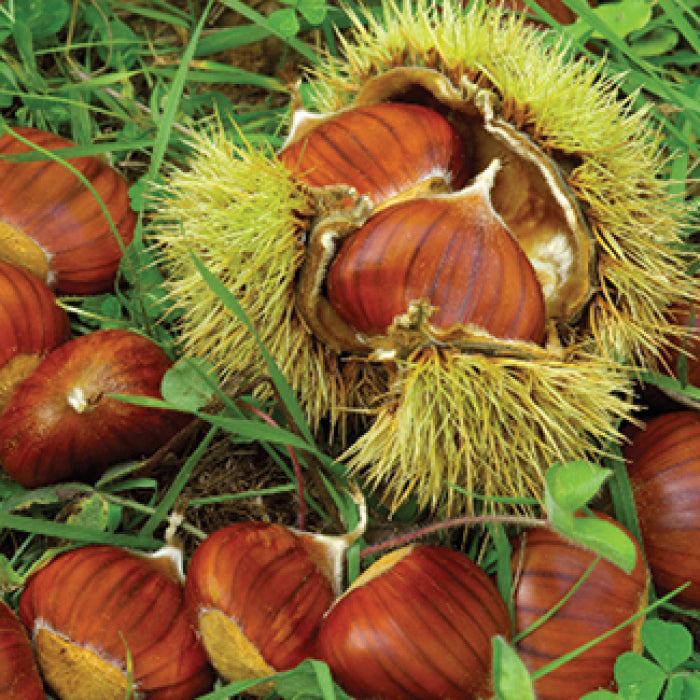  Chinese Chestnut