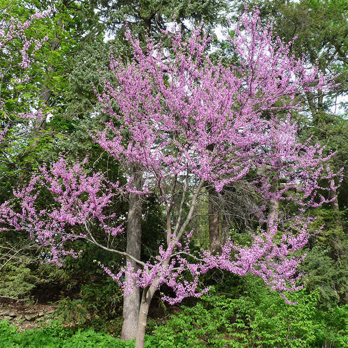  Eastern Redbud