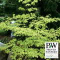  Golden Shadows&reg; Pagoda Dogwood