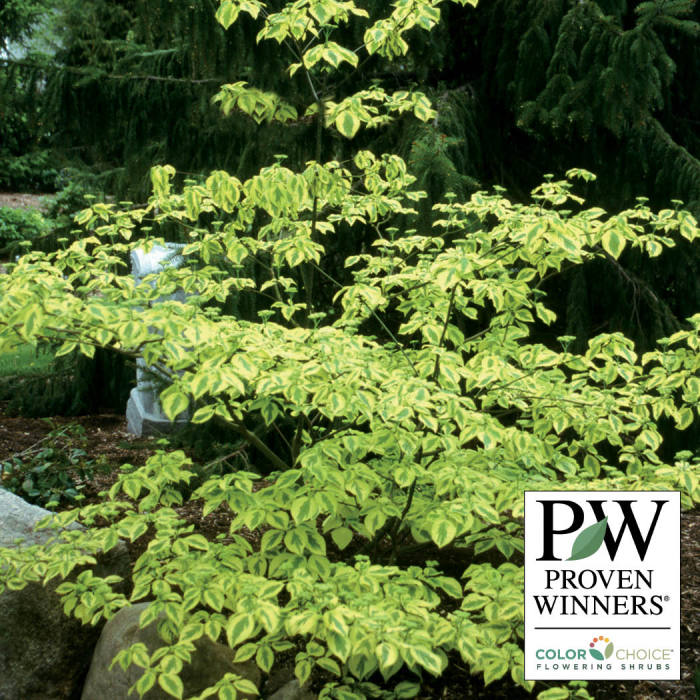  Golden Shadows&reg; Pagoda Dogwood