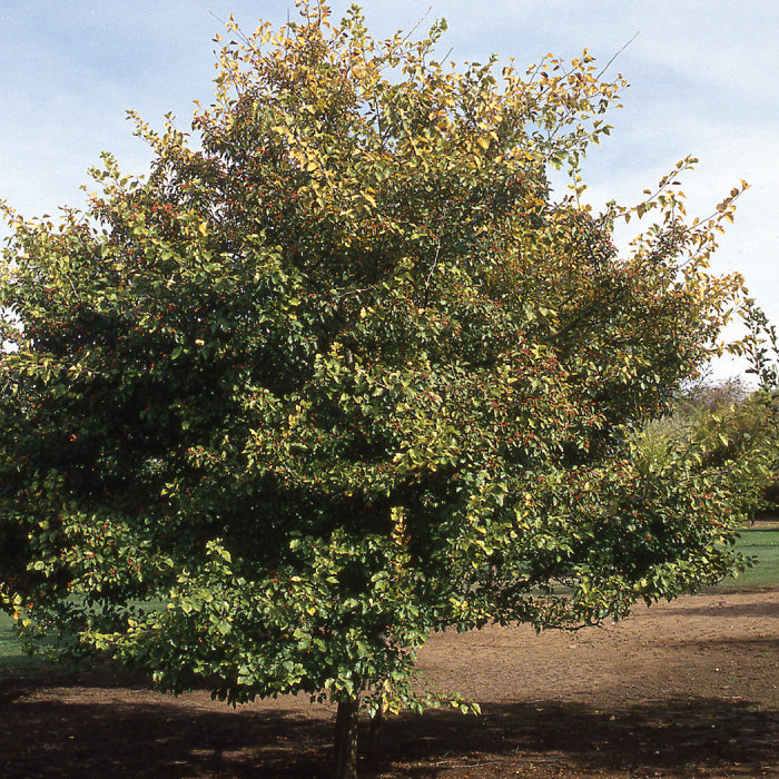  Winter King Hawthorn