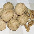 Carpathian English Walnut