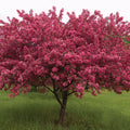  Prairifire Flowering Crab