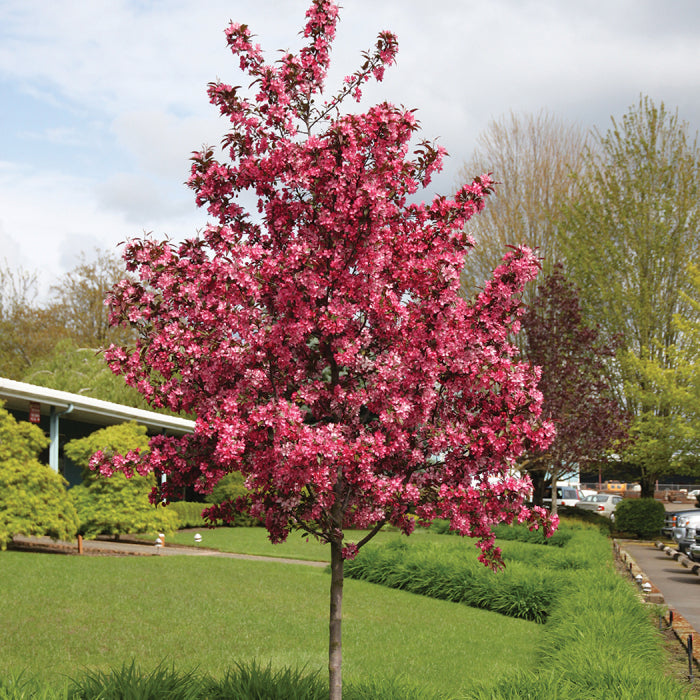  Royal Raindrops&reg; Flowering Crabapple