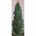  Theves Poplar (2 To 3 Foot)