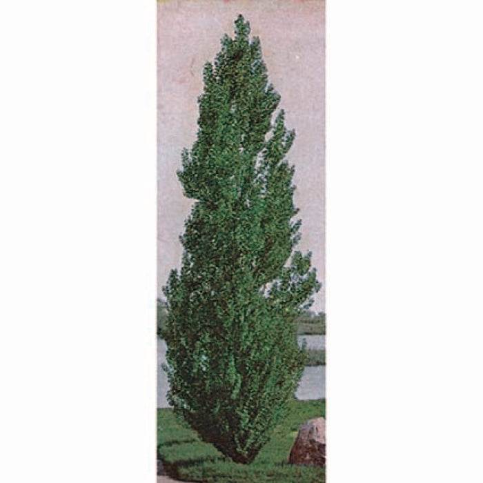  Theves Poplar (2 To 3 Foot)