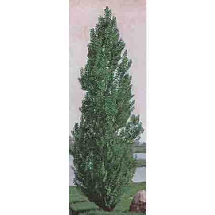  Theves Poplar(4 To 5 Foot)